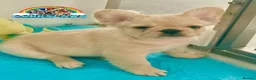 French Bulldog dogs for sale: Last adorable female cream Fluffy French Bulldogs  - Advert 6
