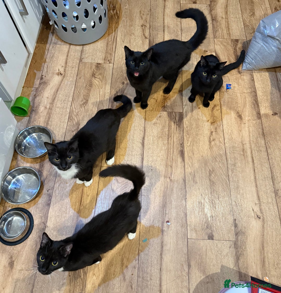 Mixed Breed cats for sale: 4x mixed cats to rehome  - Advert 1
