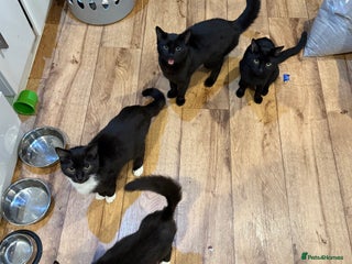 Mixed Breed cats 4x mixed cats to rehome - Advert 1