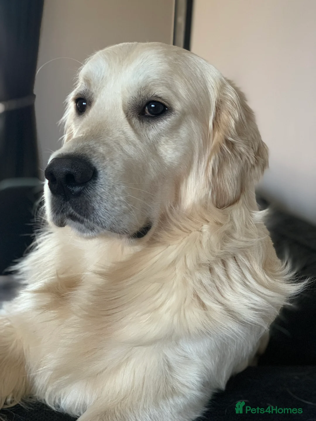 Golden Retriever dogs for stud: KC Reg, Health Tested, Crufts Qualified, Proven in Milton Keynes - Advert 3