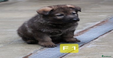 German Shepherd dogs - Advert 4