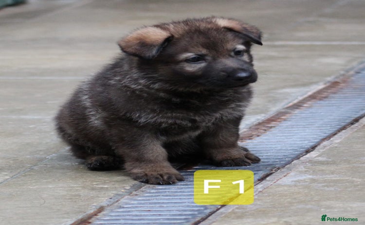 German Shepherd dogs - Advert 9