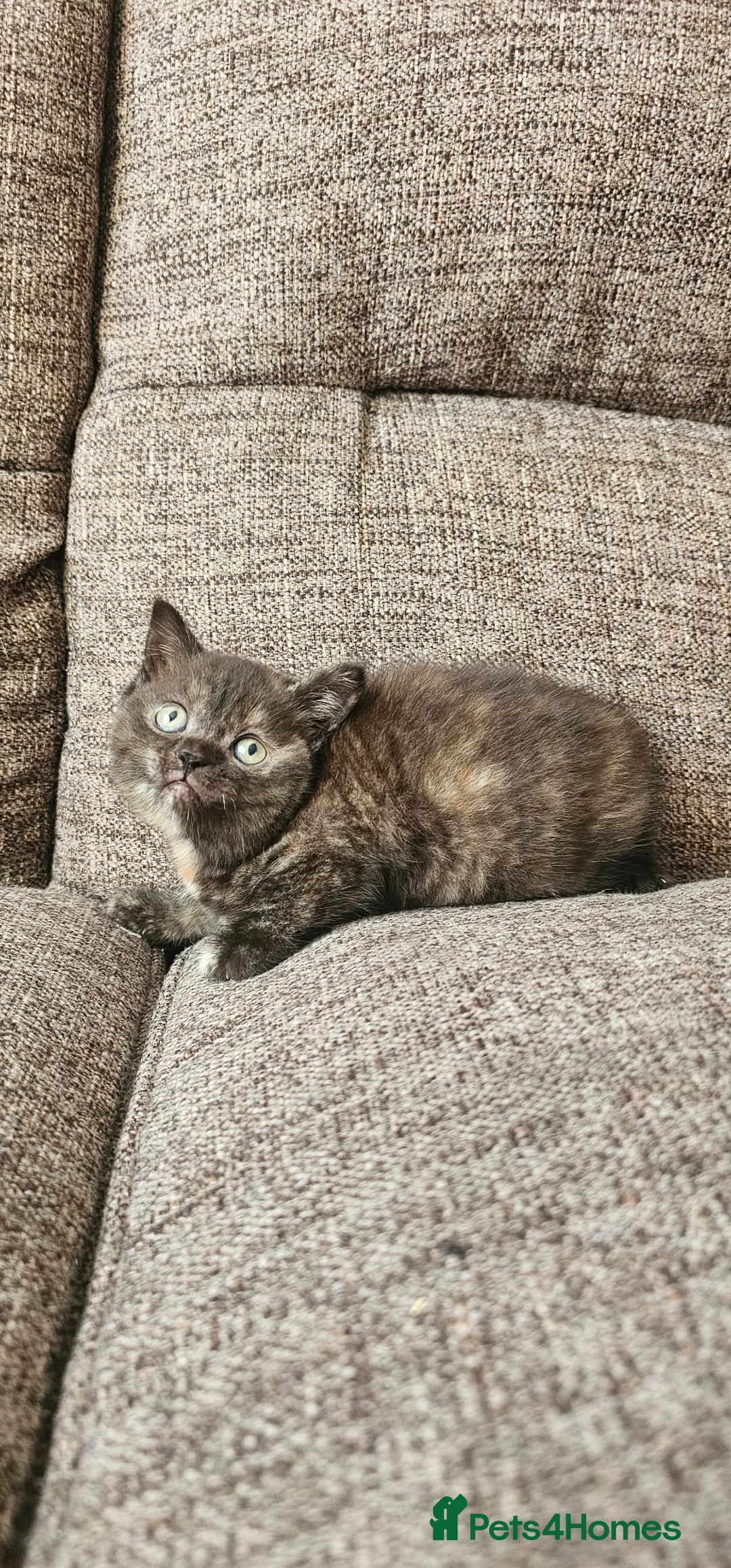 Mixed Breed cats for sale: BSH x Scottish fold female kitten - Advert 9