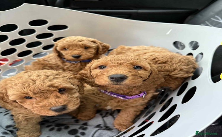 Mixed Breed dogs - Advert 6