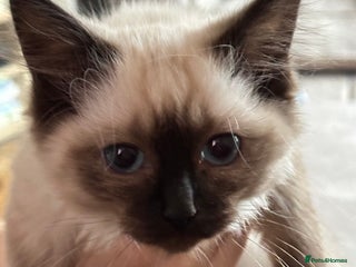 Ragdoll cats Lovely Chocolate Sealpoint Ragdoll Kittens - Advert 3