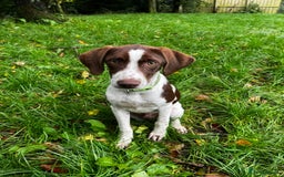 Pointer dogs for adoption: Julius is Ready for His Forever Home 🐾 - Image 5