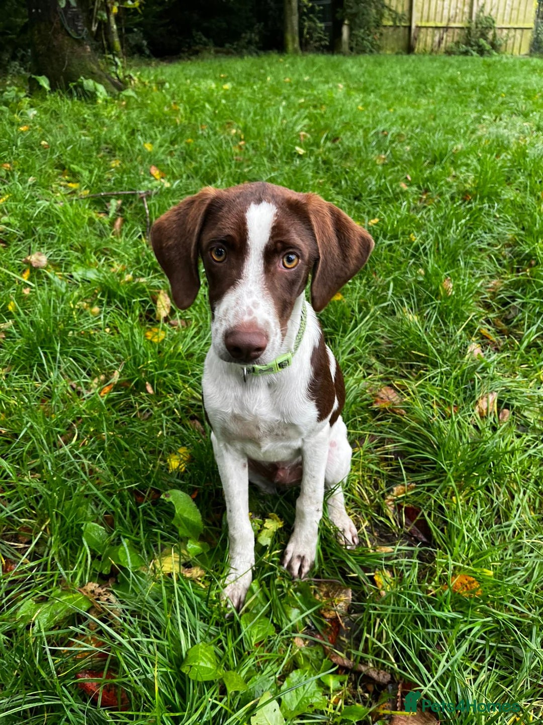 Pointer dogs for adoption: Julius is Ready for His Forever Home 🐾 - Image 5