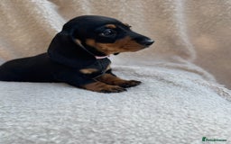 Miniature Dachshund dogs for sale: KC REGISTERED MINIATURE DACHSHUND BLACK AND TAN - Image 3