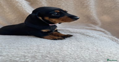 Miniature Dachshund dogs - Advert 2