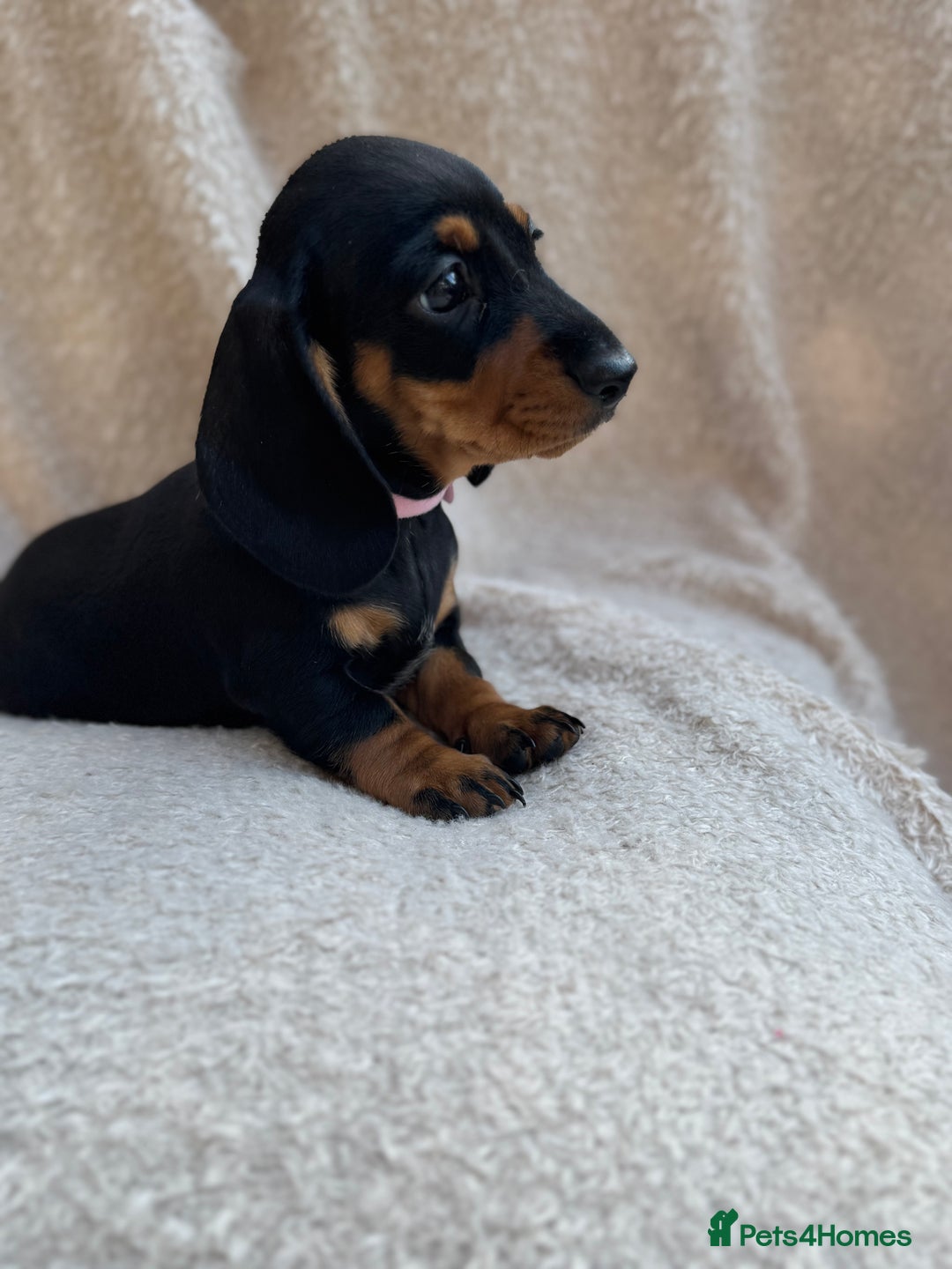 Miniature Dachshund dogs for sale: KC REGISTERED MINIATURE DACHSHUND BLACK AND TAN - Image 3