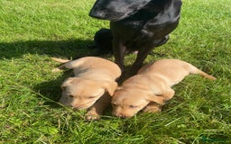 Labrador Retriever dogs for sale: Stunning Fox Red working Labrador bitch  - Image 4