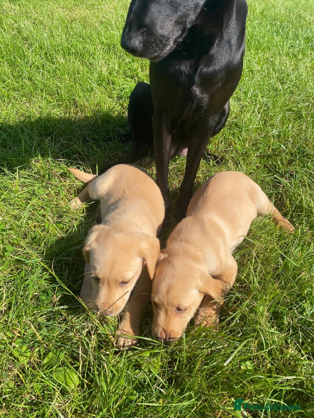 Labrador Retriever dogs for sale: Stunning Fox Red working Labrador bitch  - Image 4