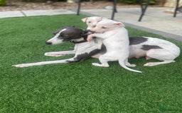 Italian Greyhound dogs for sale: Italian greyhound puppies - Image 27