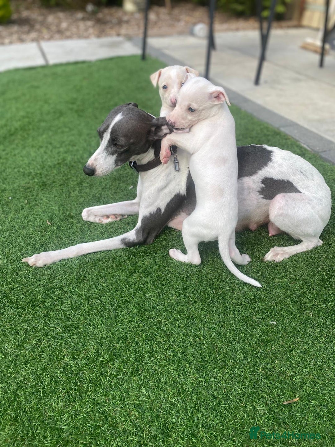 Italian Greyhound dogs for sale: Italian greyhound puppies - Image 27
