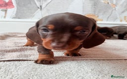 Miniature Dachshund dogs for sale: Quality miniature dachshund puppies  - Image 17
