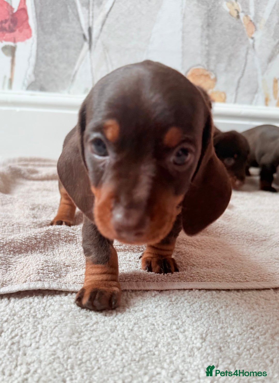 Miniature Dachshund dogs for sale: Quality miniature dachshund puppies  - Image 17