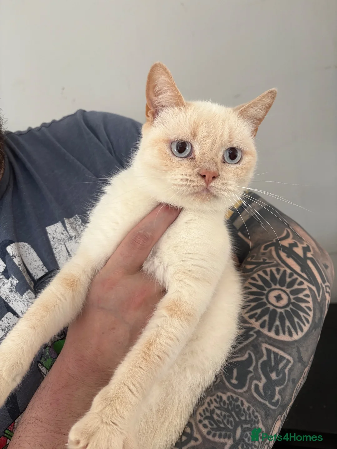 British Shorthair cats for sale: Gorgeous Cream Point Girl BSH - Advert 2