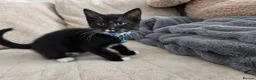 Mixed Breed cats for sale: Playful and Adorable Kittens for their new Homes!! - Advert 13