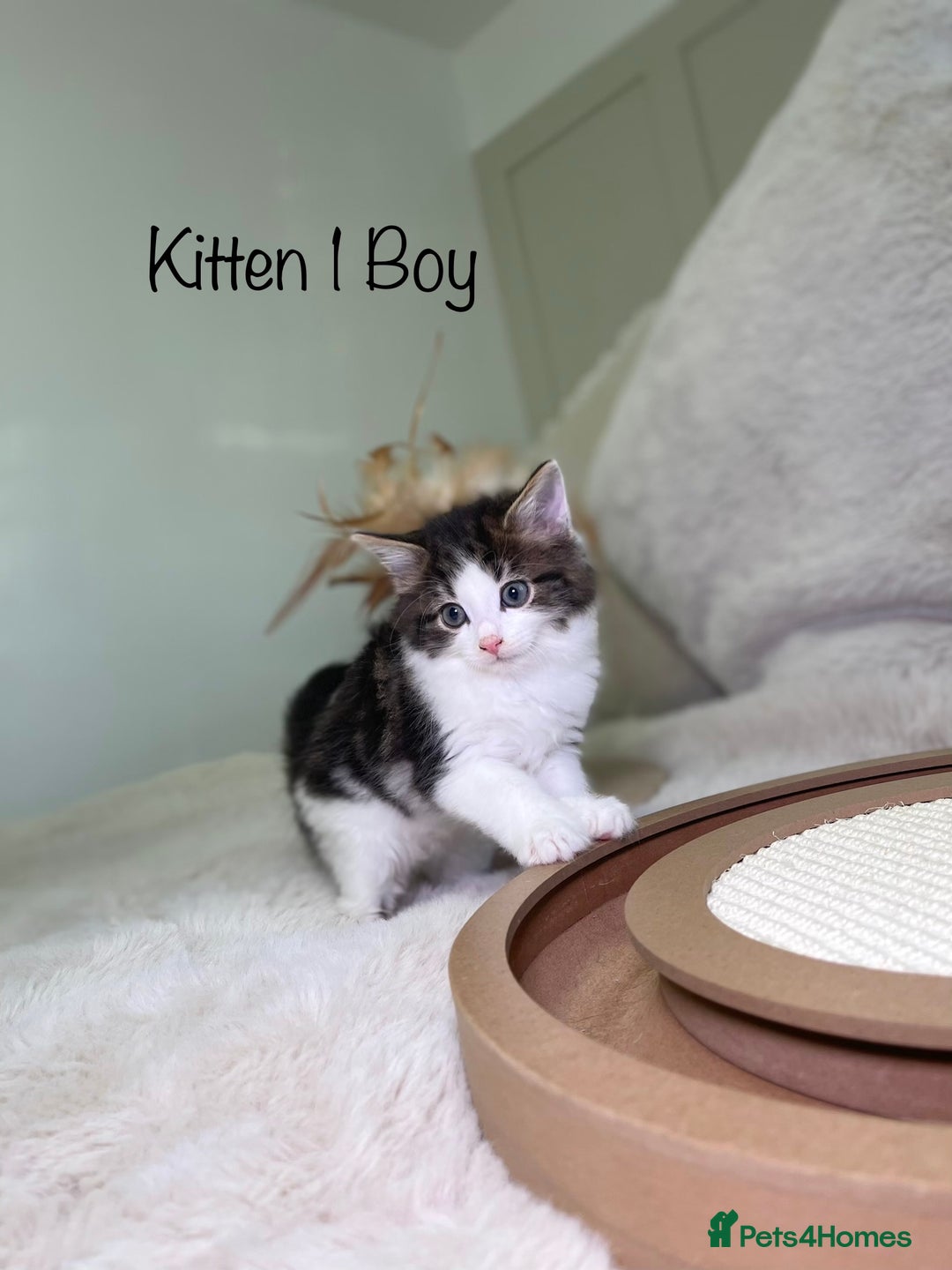 Mixed Breed cats for sale: Beautiful kittens 8 weeks old ready now  - Advert 3