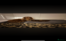 Miniature Dachshund dogs for sale: Beautiful long haired chocolate dachshunds  - Image 17