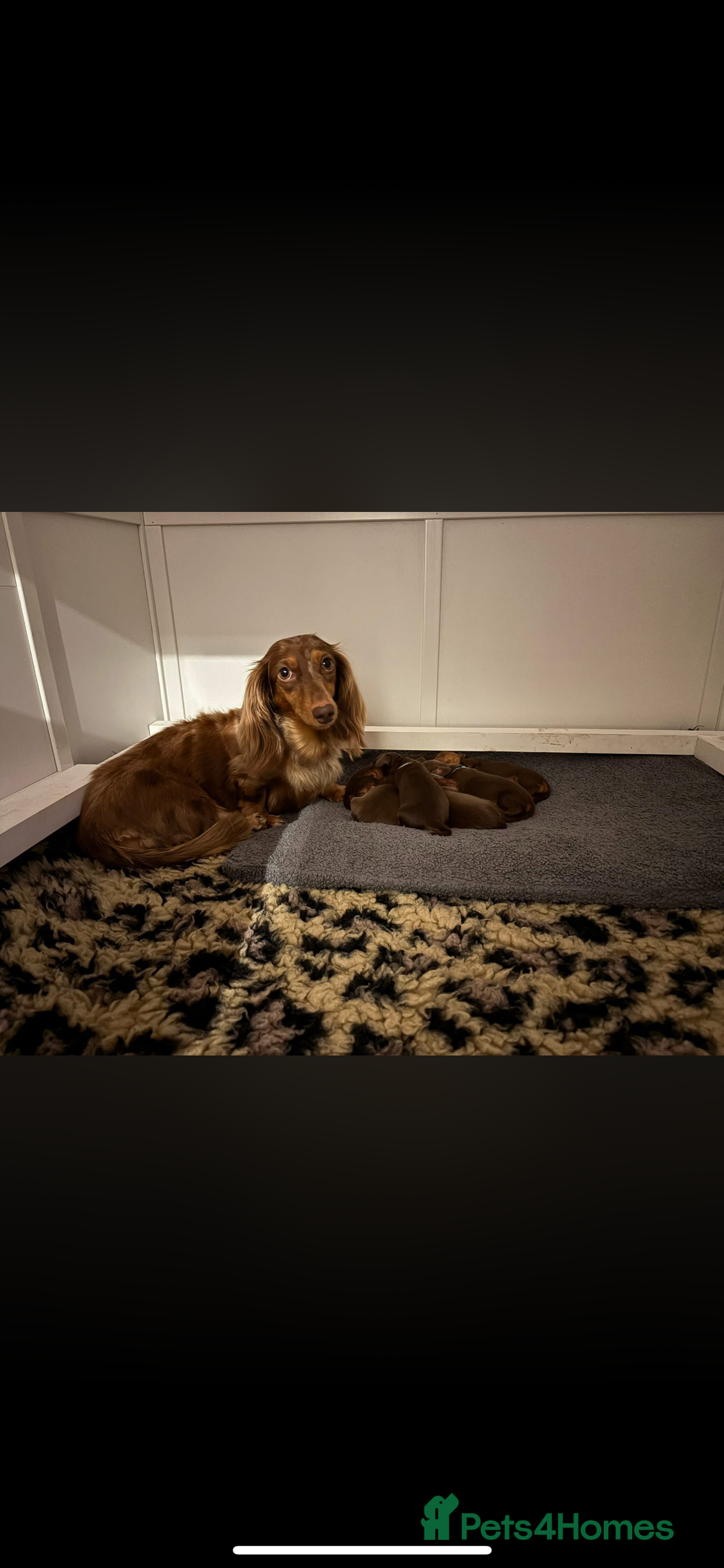 Miniature Dachshund dogs for sale: Beautiful long haired chocolate dachshunds  - Image 17