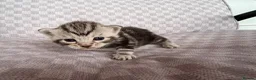 Bengal cats for sale: Grey tabby/bengal - Advert 1