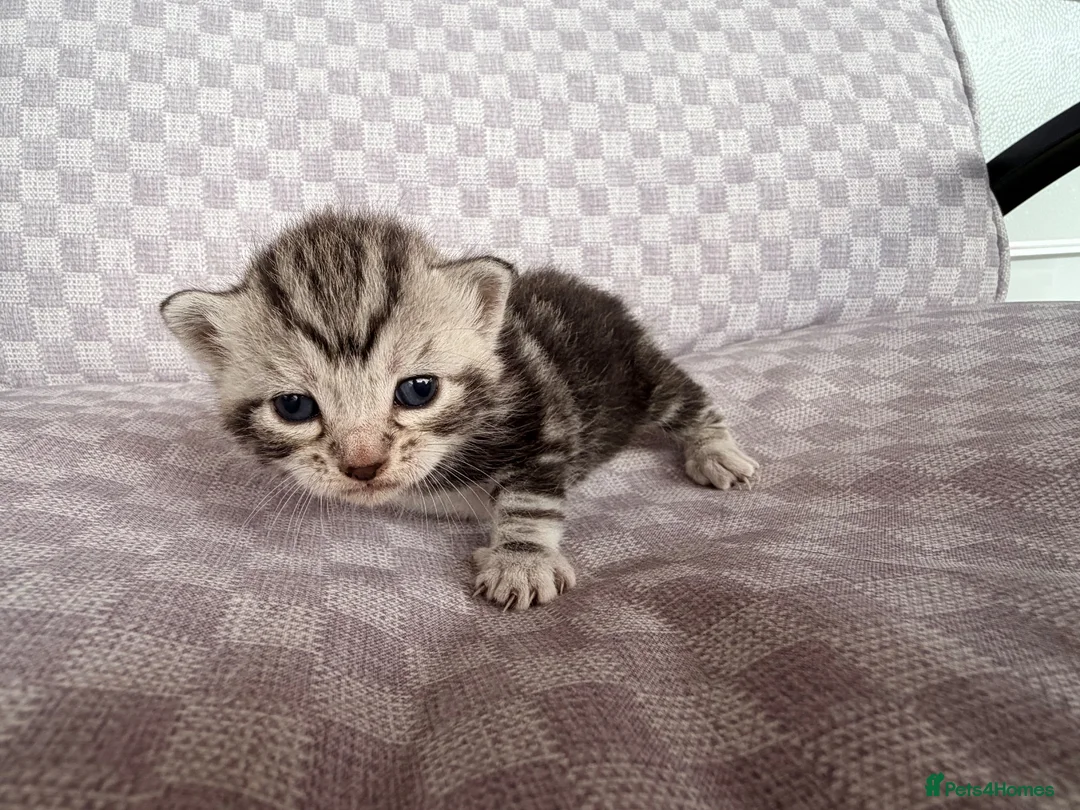 Bengal cats for sale: Grey tabby/bengal - Advert 1
