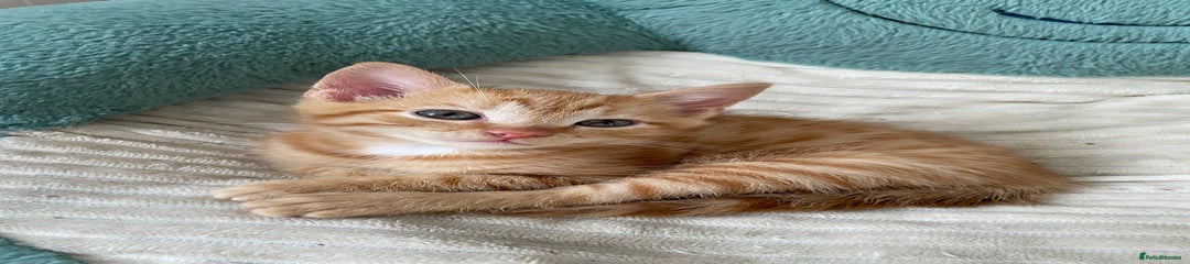 British Shorthair Kitten 2
