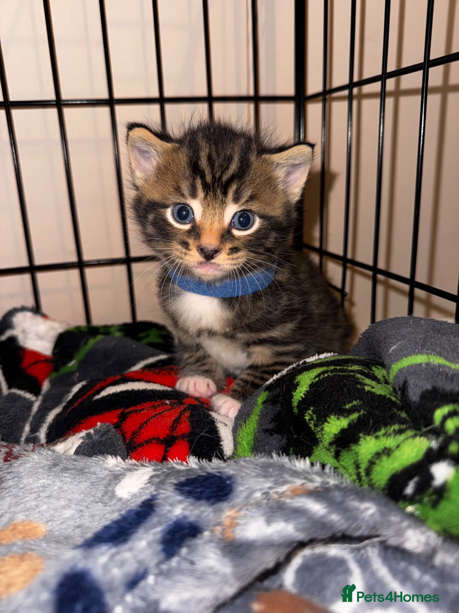 Mixed Breed cats 1 lovely, beautiful boy kitten for sale🩵 - Advert 15