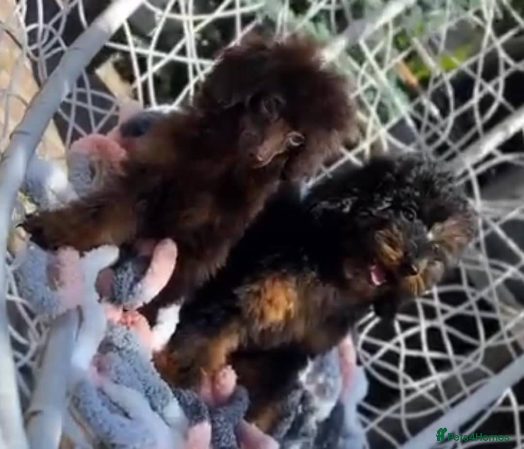 Toy Poodle dogs for sale: Adorable Toy Poodle Puppies – Full of Color - Image 8