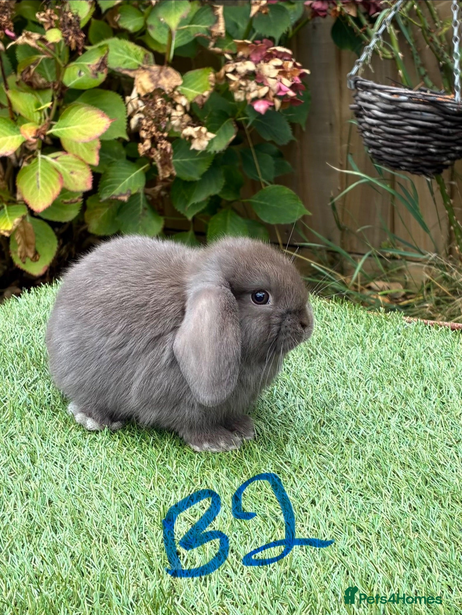 Mini Lop rabbits Pure bred mini lops 1 chocolate boy available. - Advert 1