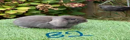 Mini Lop rabbits for sale: Pure bred mini lops .  - Advert 5