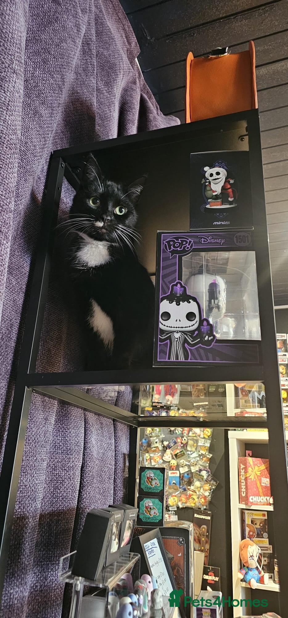 Domestic Shorthair cats Rehoming Affectionate Tuxedo Cat called Binx - Advert 1