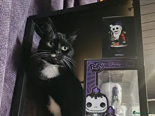 Domestic Shorthair cats Rehoming Affectionate Tuxedo Cat called Binx - Advert 1