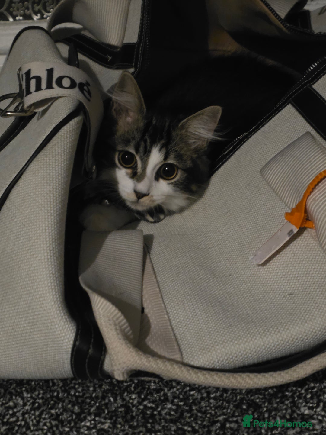 Ragdoll cats for sale: Sale Ragdoll X Tabby Cat with everything she needs - Image 3