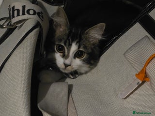 Ragdoll cats 20 week Ragdoll X Tabby Cat with everything - Advert 3