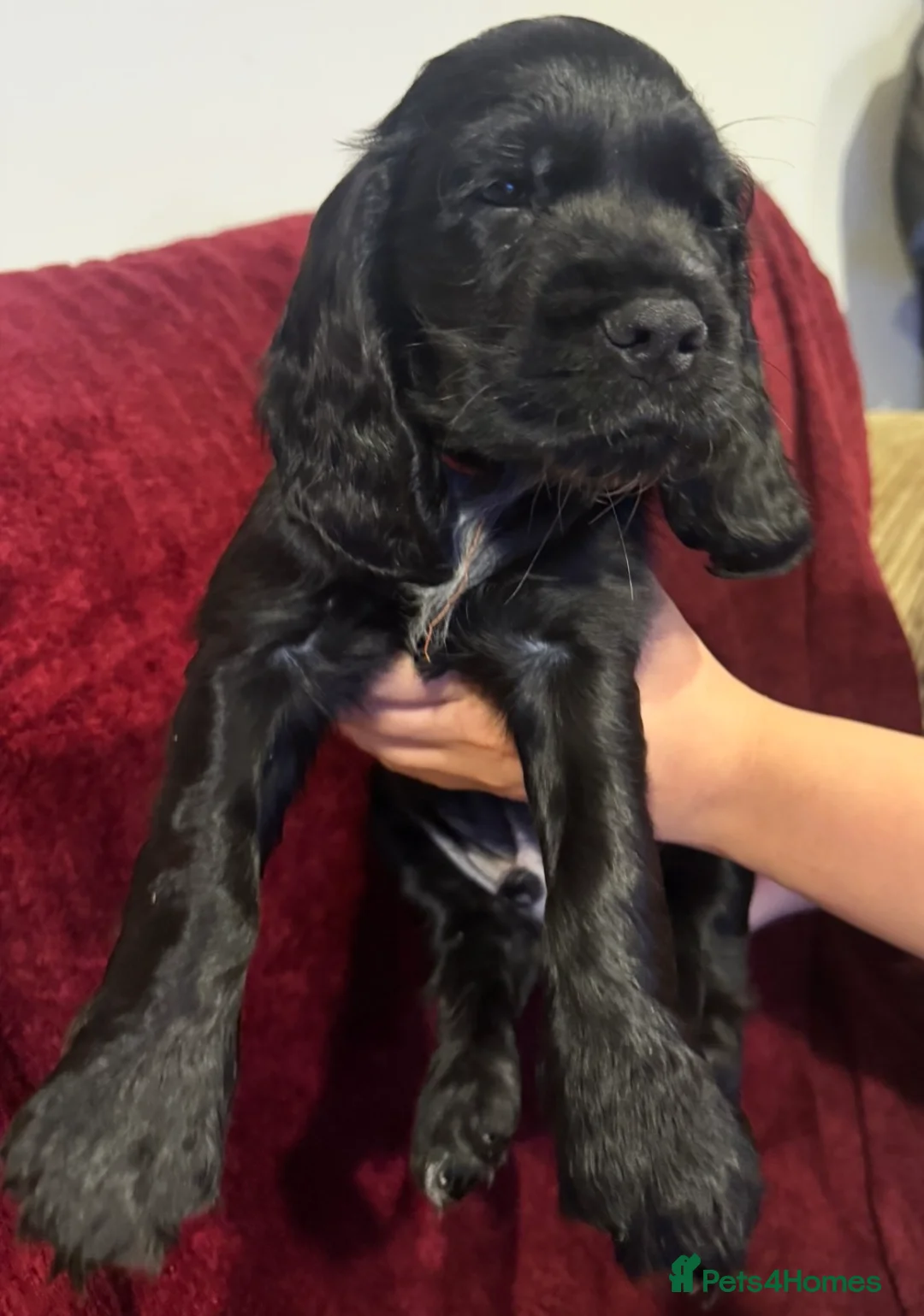 Cocker Spaniel dogs for sale: Beautiful cocker spaniel pups - Advert 4