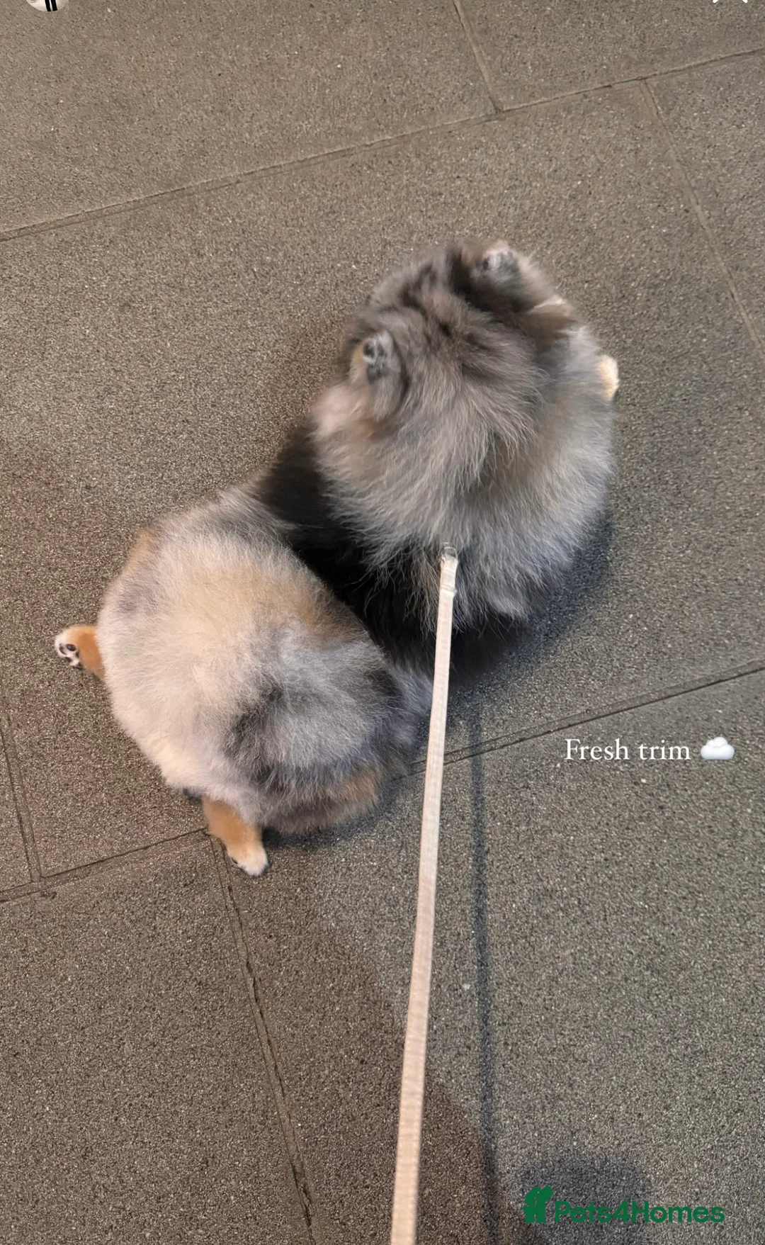 Pomeranian dogs for stud: Rare Blue & Tan Merle Pomeranian Stud – London  - Advert 14