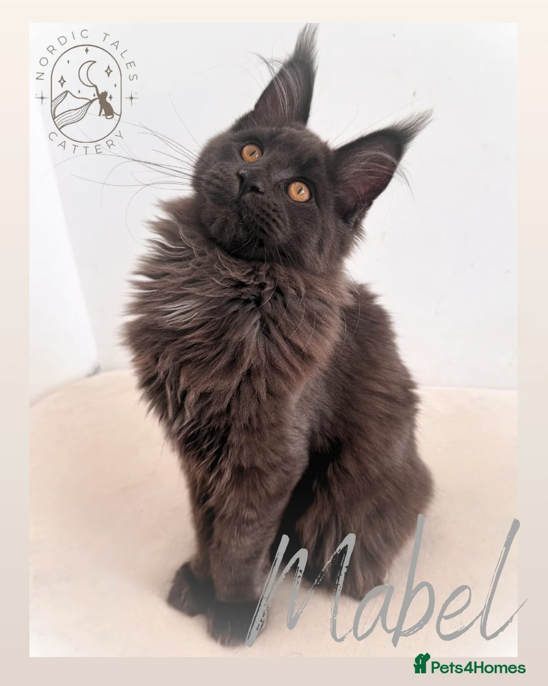 Maine Coon cats for sale: Beautiful Large Solid Blue Girl MCO - Advert 1