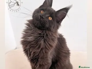 Maine Coon cats for sale: Beautiful Large Solid Blue Girl MCO - Advert 1