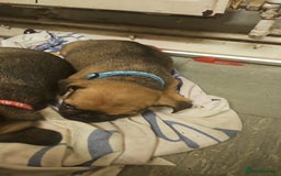 Mixed Breed dogs for sale: Reduced to 400 - Image 19