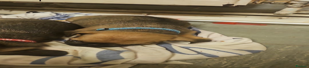 Male