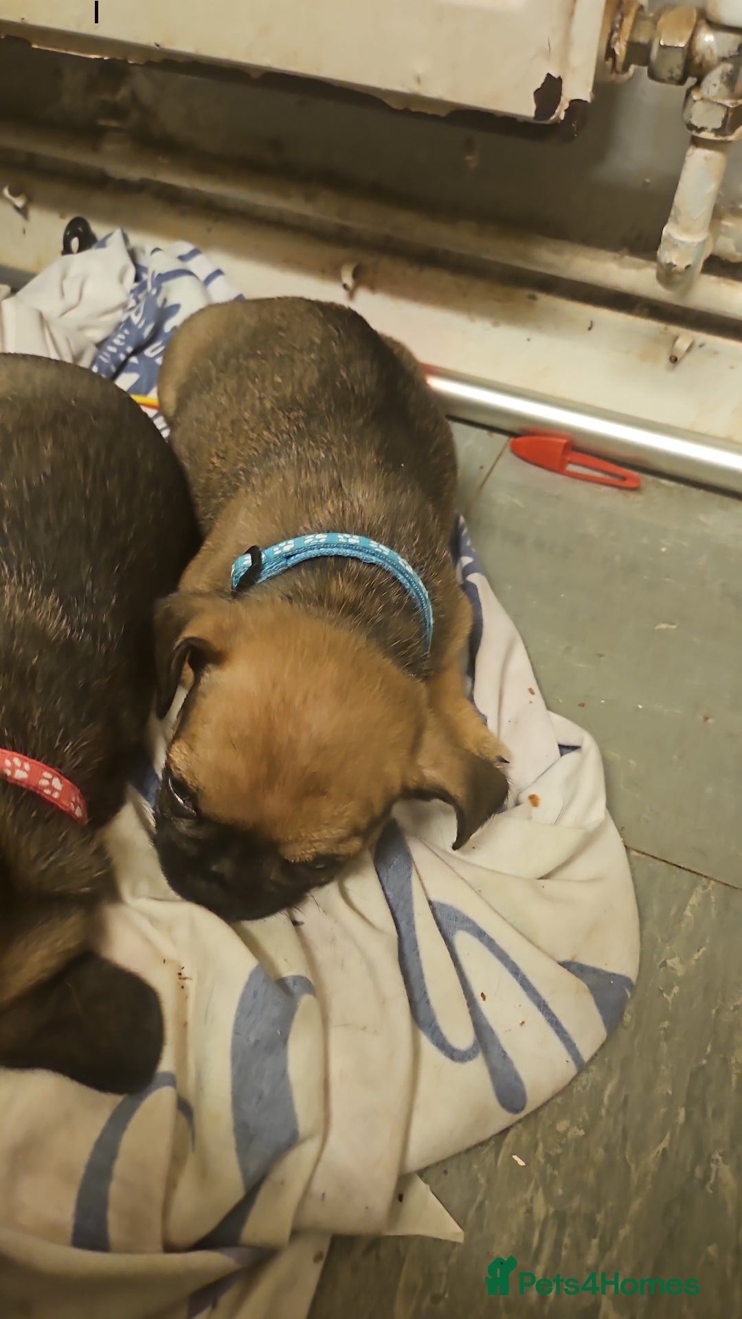 Mixed Breed dogs for sale: Reduced to 400 - Image 19