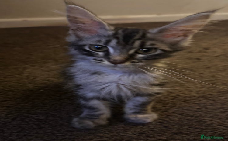 Maine Coon cats - Advert 4