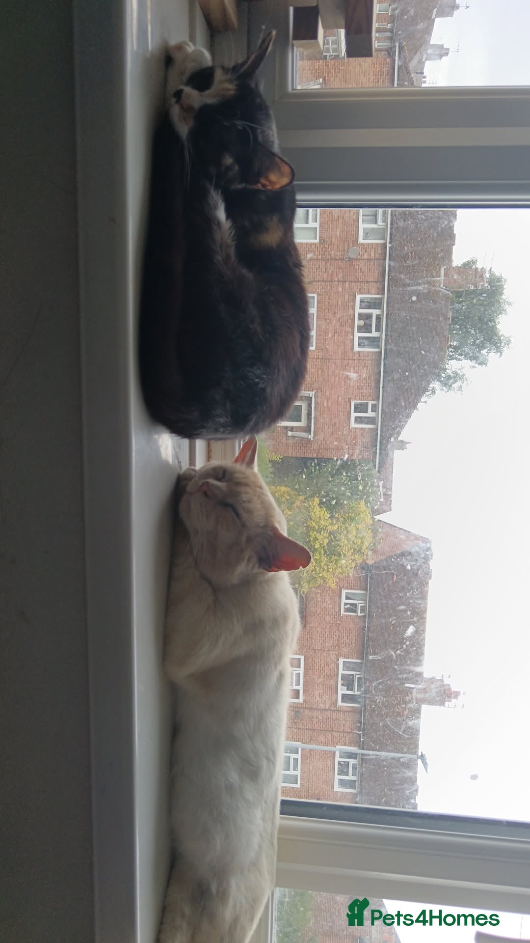 Domestic Shorthair cats for sale: 3 beautiful kittens - Image 1