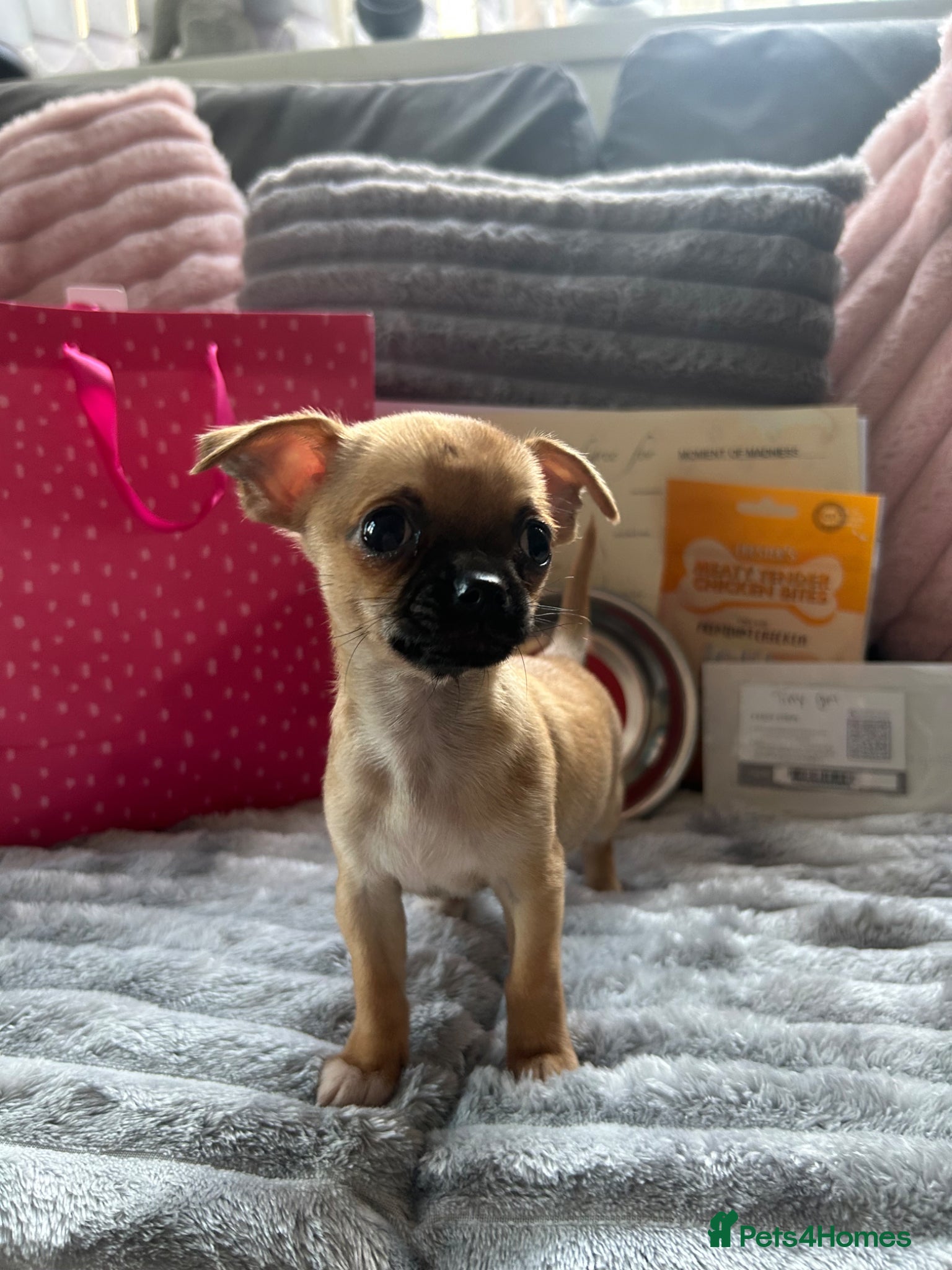 Chihuahua dogs  pedigree Chihuahua puppies!! READY TO LEAVE - Advert 7