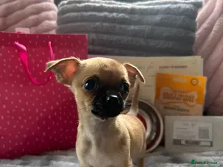 Chihuahua dogs pedigree Chihuahua puppies!! READY TO LEAVE - Advert 7