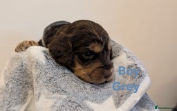 Cockapoo dogs for sale: Beautiful Cockapoo puppies 🐶 😍  - Image 31