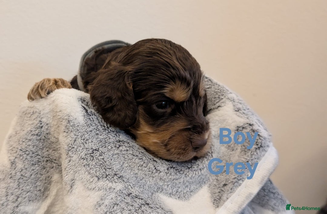 Cockapoo dogs for sale: Beautiful Cockapoo puppies 🐶 😍  - Image 31