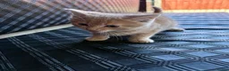 Mixed Breed cats for sale: 3 lovely female kittens - Advert 8